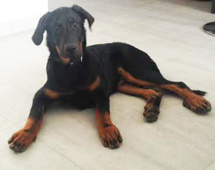 domainedelalicorne.fr Elevage de beauceron chiot beauceron pure race élevage du clos de la licorne elevage des gardiens de la licorne elevage beauceron noir et feu authentique gros gabarits élevage de Beauceron familial sérieux et qualité domainedelalicorne.fr suivi des chiots conseil d’éducation chiot propre bas rouge santé caractère spécialiste du beauceron noir et feu ou arlequin chien rustique berger de France  nos chiots sont élevés avec amour et attention notre passion au service de la qualité Beauceron de qualité et sportif domaine de la licorne 04380 BARRAS élevage en liberté éleveur berger de beauce élevage de beauceron de travail 